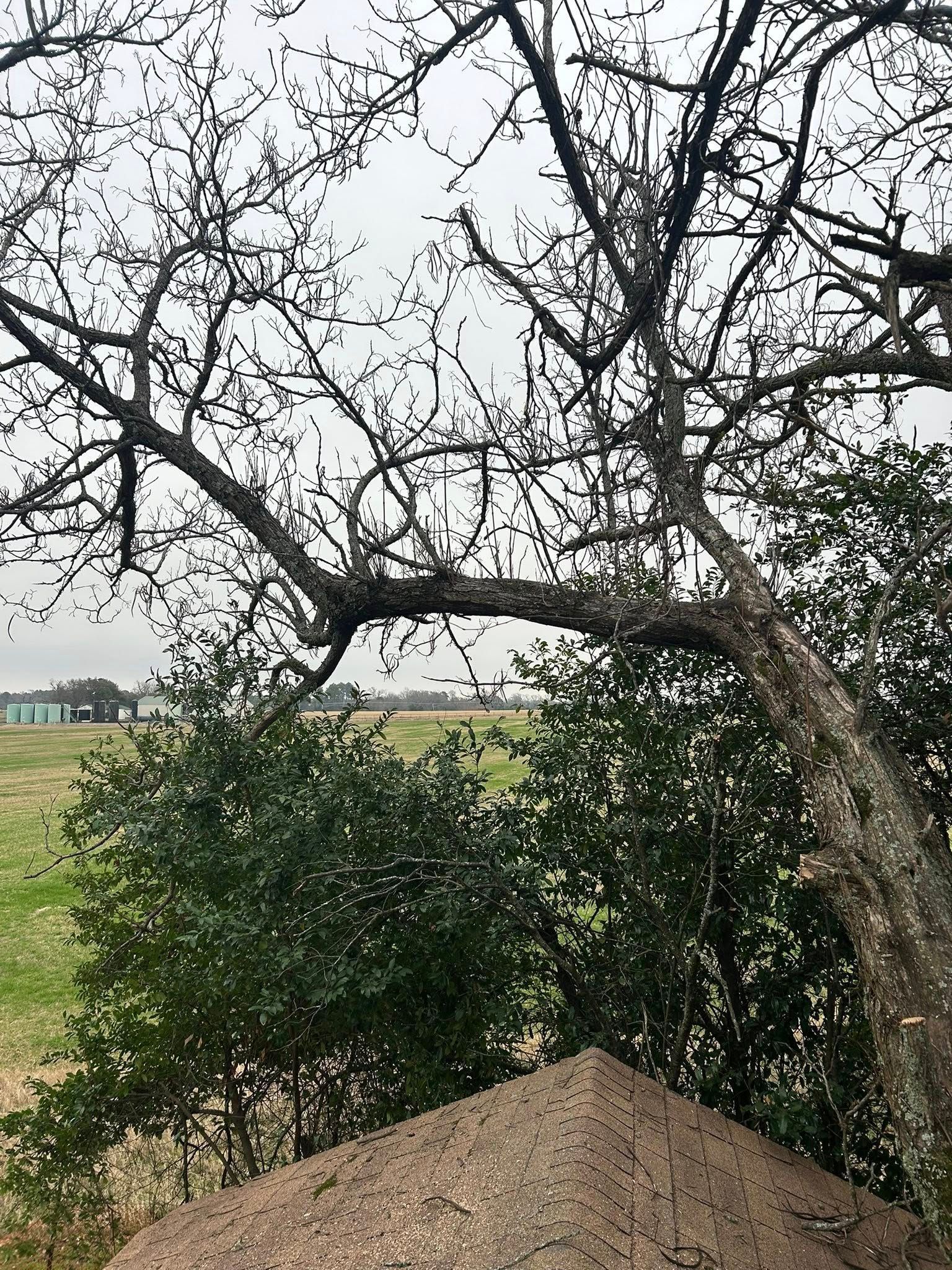 Bare tree branches over a mound of dirt and shrubbery, with a field and houses in the background.
