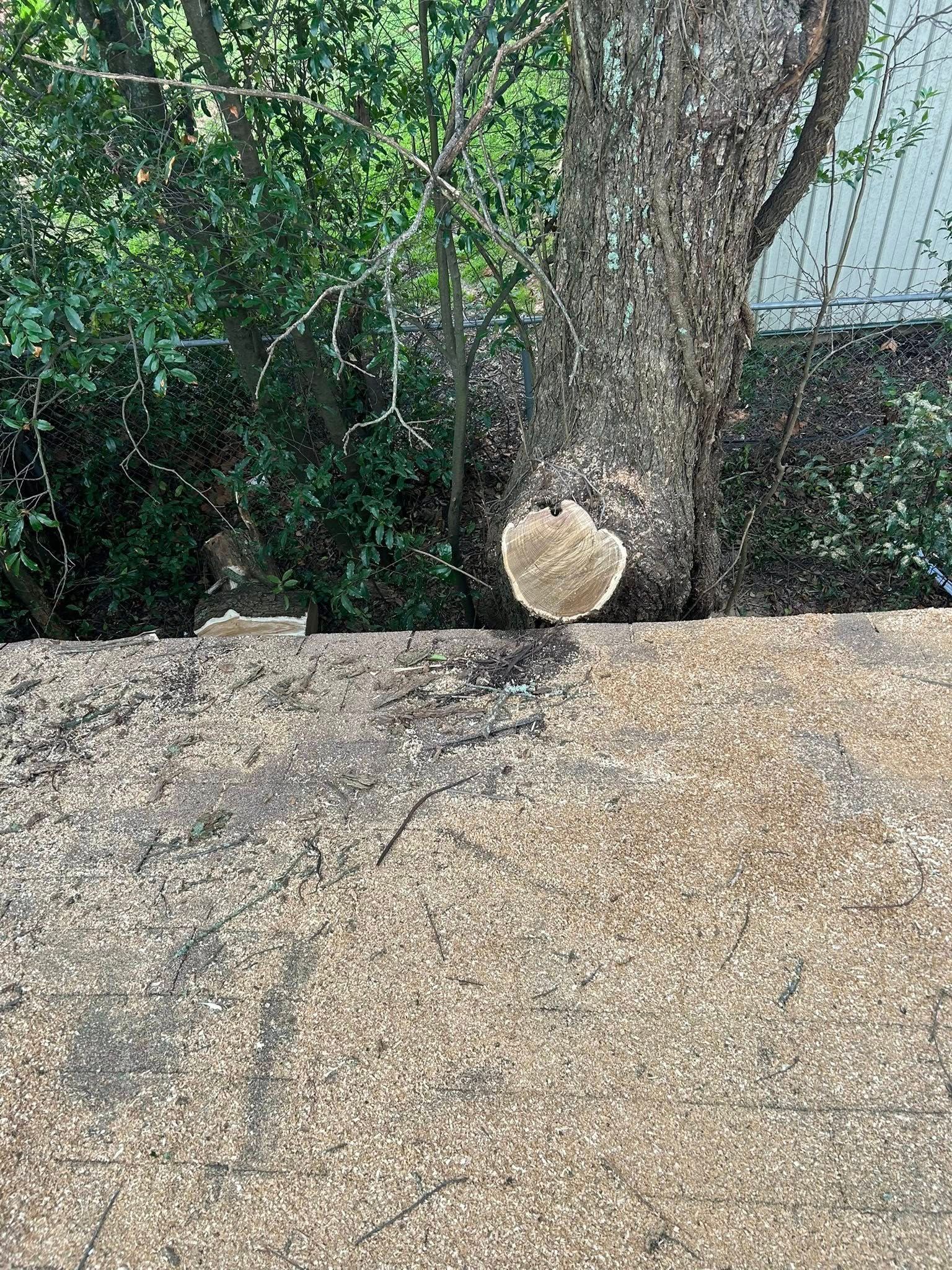 Pile of mulch in foreground with tree trunk and foliage in the background. A round object hangs on the tree.