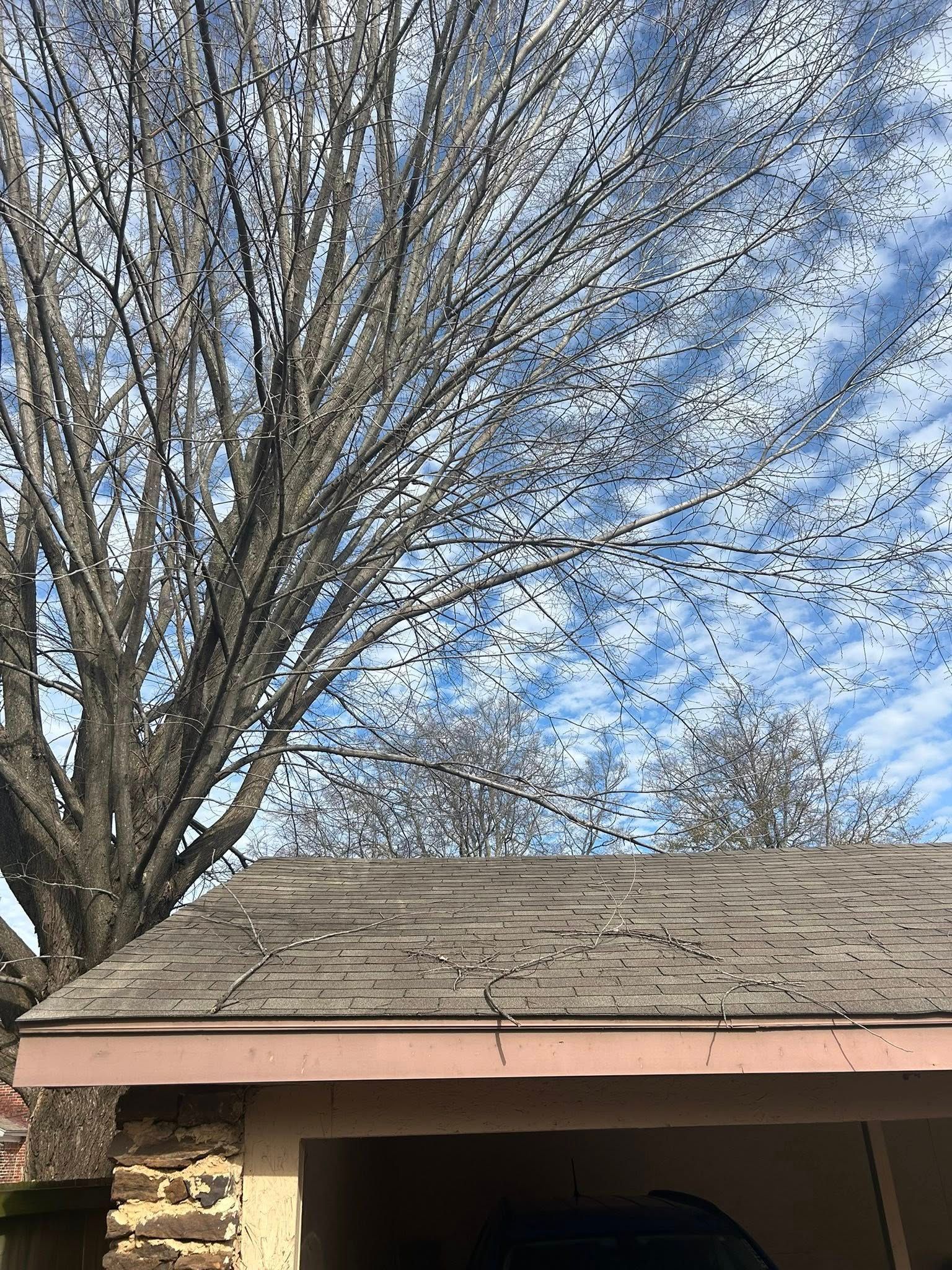 Tree branches against a blue sky with streaky clouds; a building roof is in the foreground.
