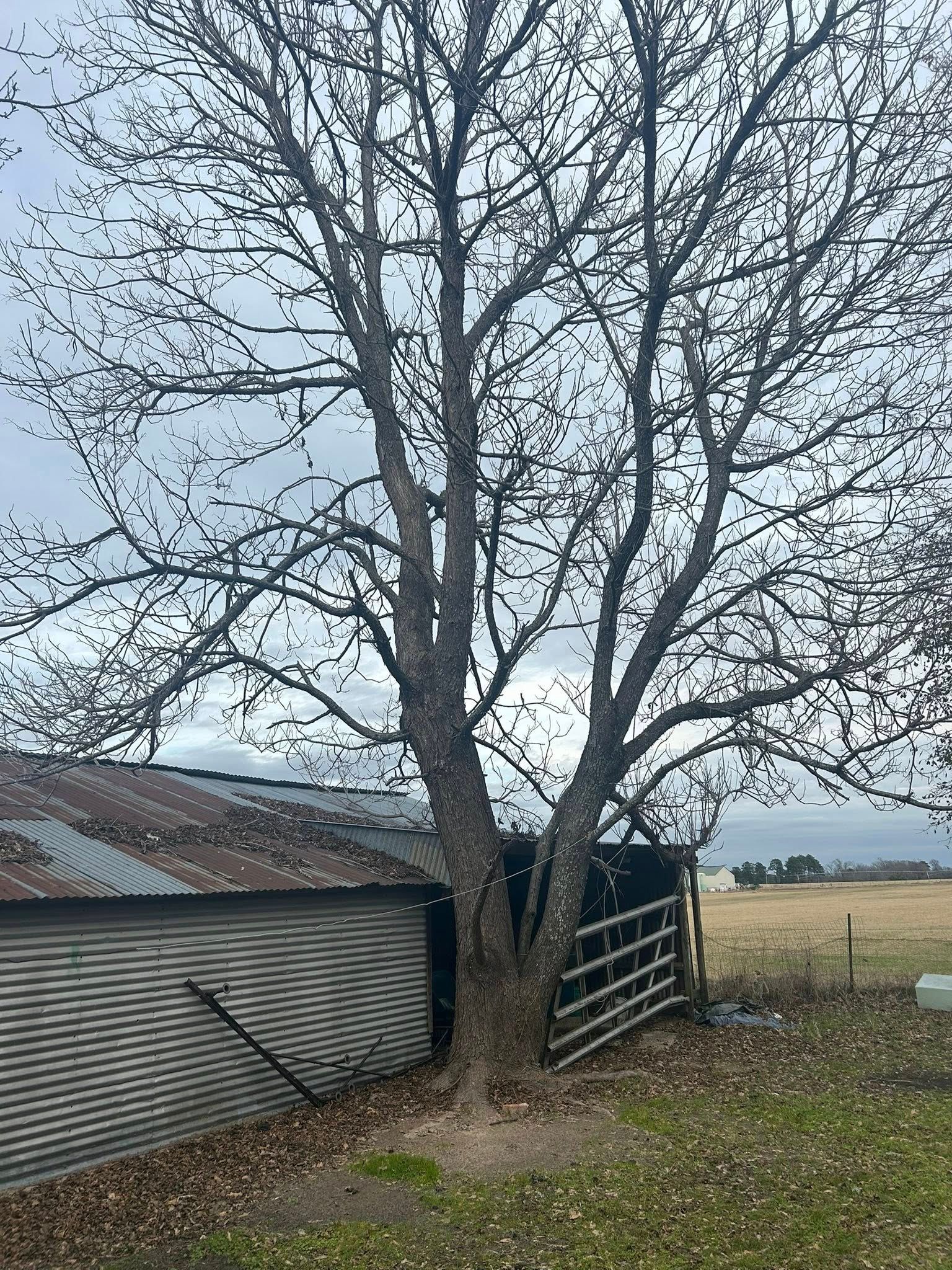 Bare tree beside a weathered metal shed and fence on a cloudy day.