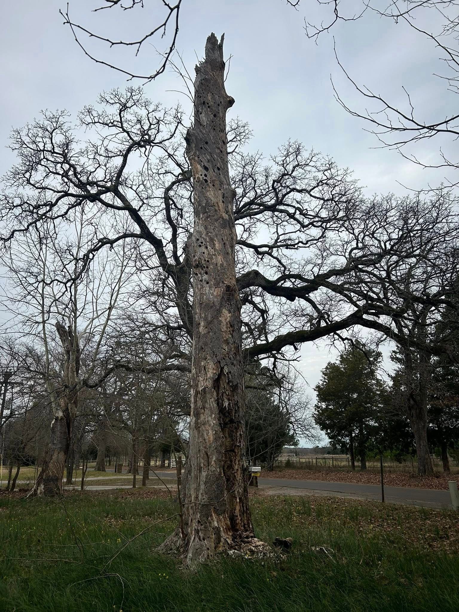 Dead tree trunk with bare branches, in a grassy field on an overcast day.