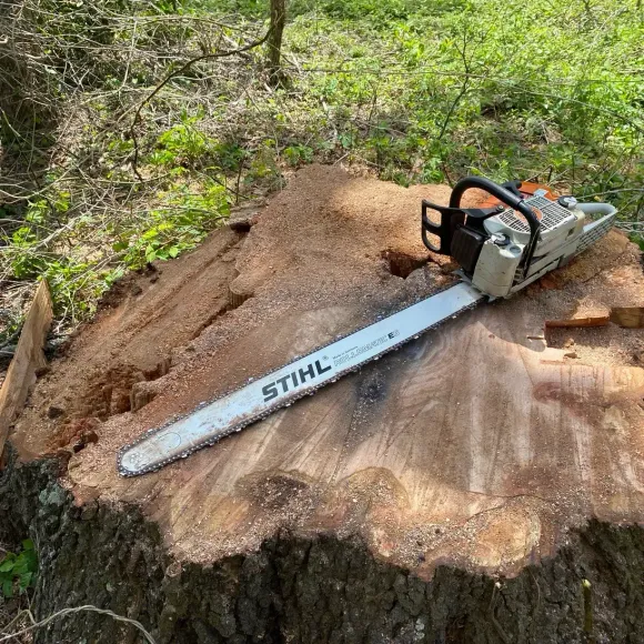 A chainsaw rests on a freshly cut tree stump, outdoors in a wooded area.