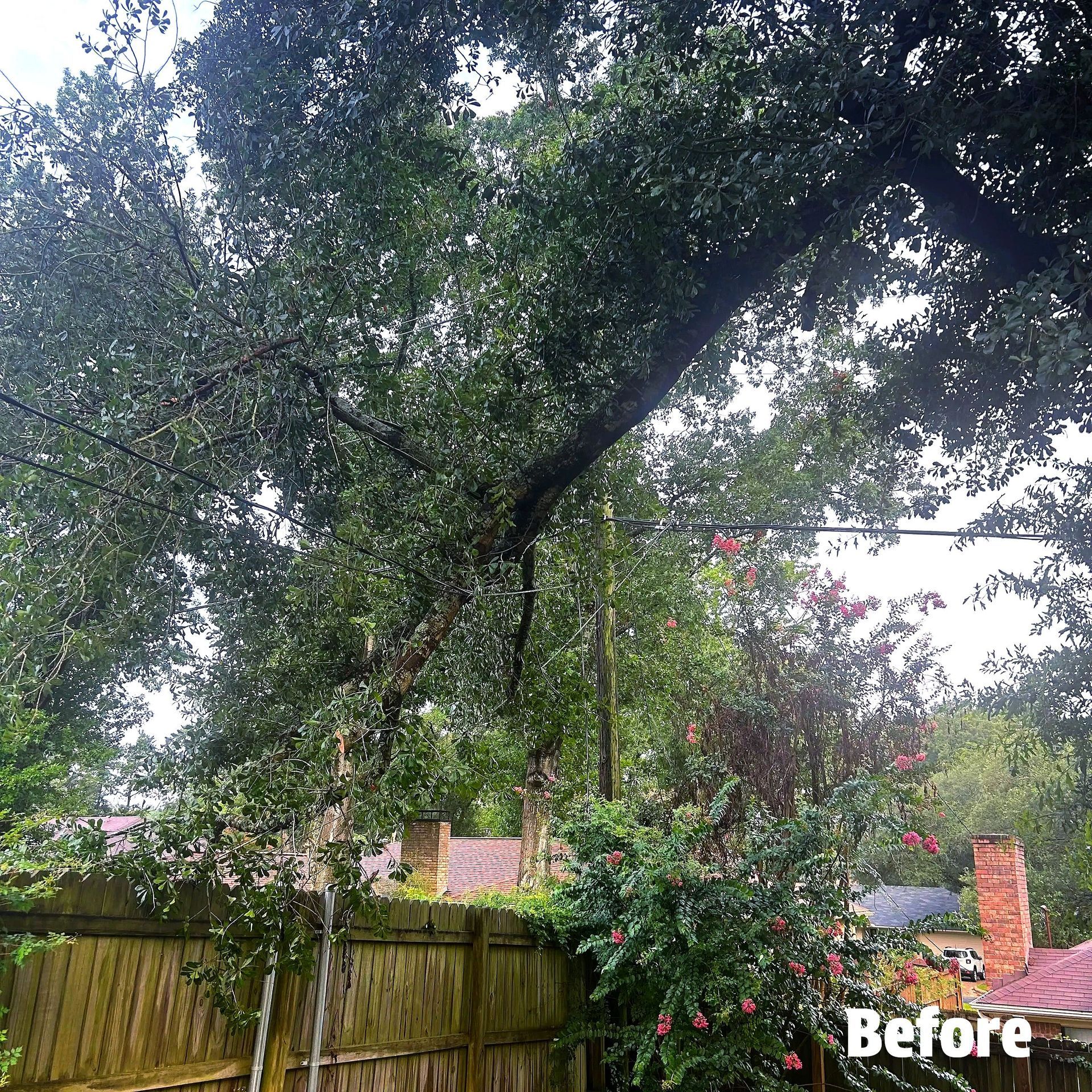 Overgrown tree overhanging a wooden fence and houses, labeled 