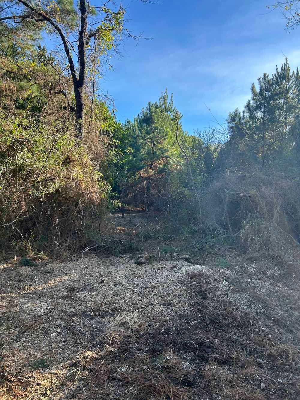 Path through burnt ground and overgrown foliage under a clear blue sky.