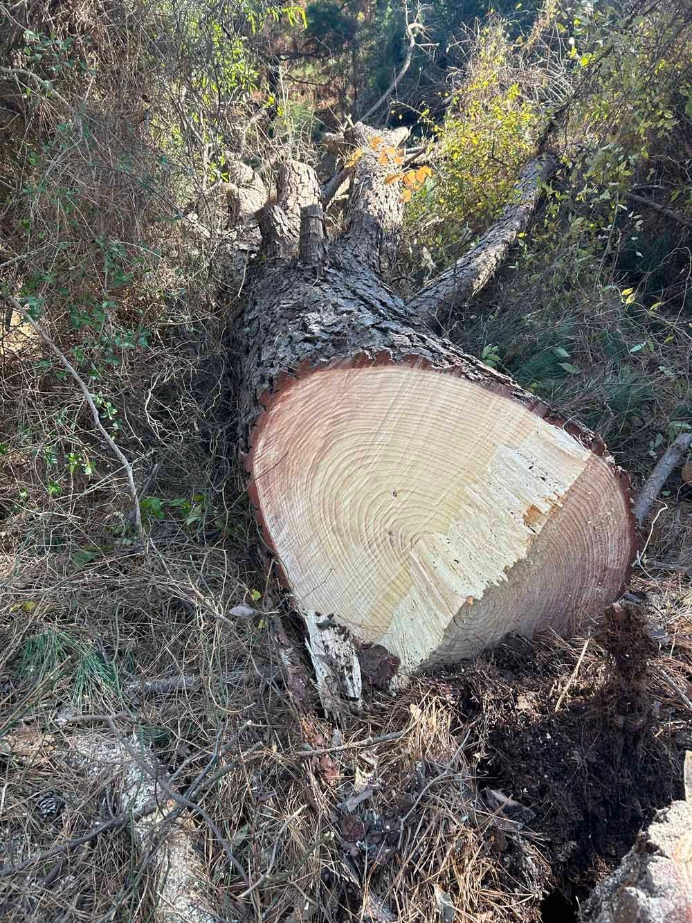 Cut tree trunk on the ground, showing rings and pale wood. Brown bark, green foliage in the background.