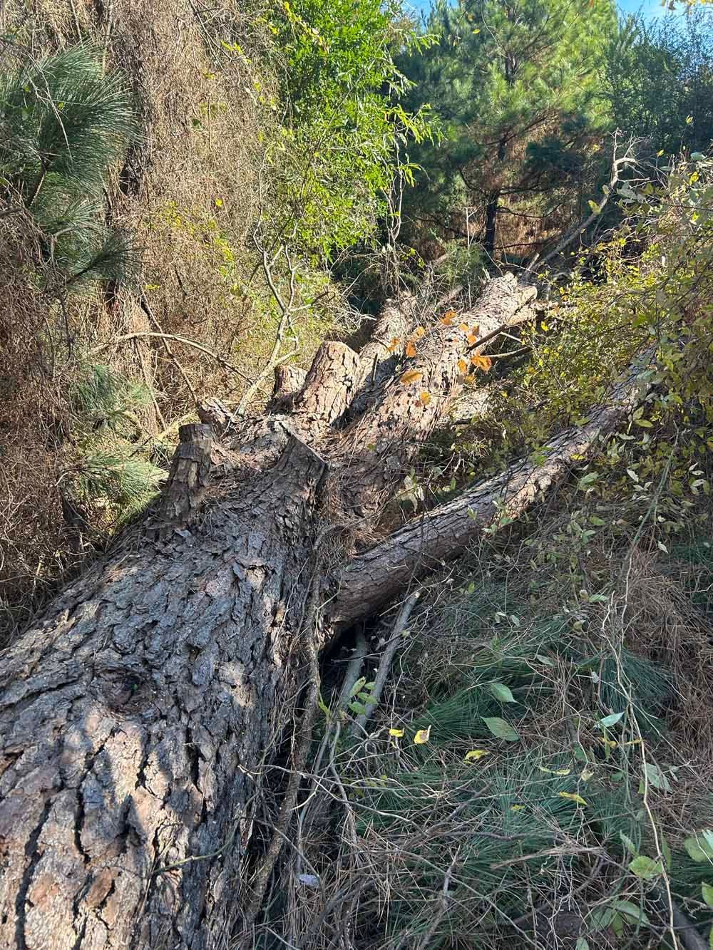 Fallen tree trunk on a hillside with green and brown foliage and a glimpse of the sky.