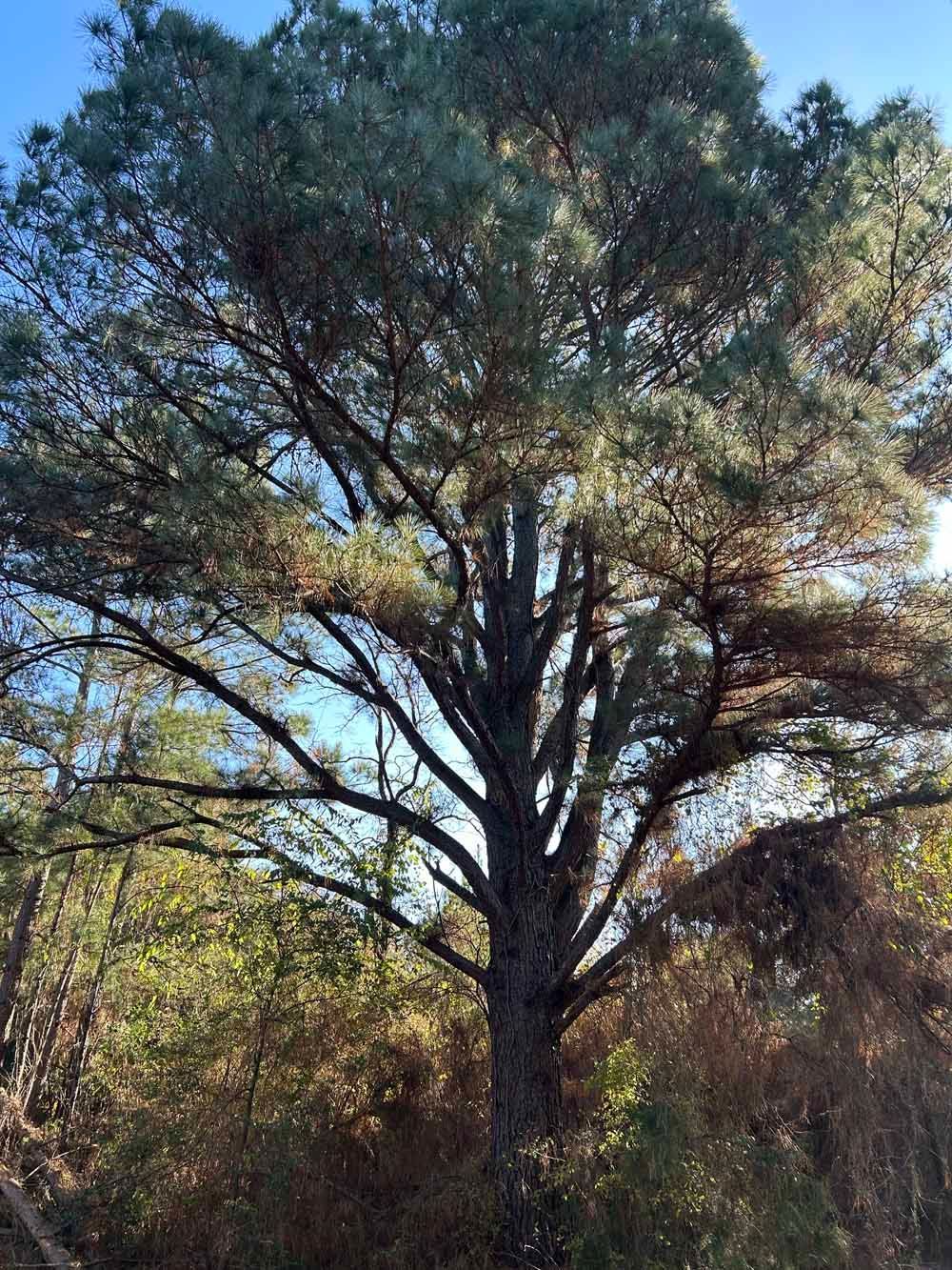 Large pine tree with dense, green foliage against a bright sky.