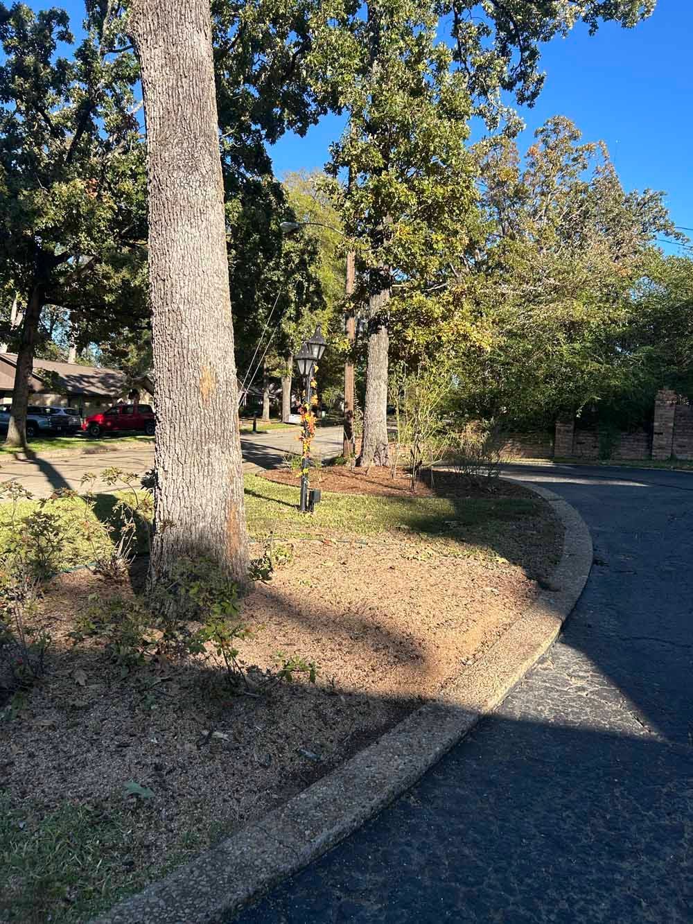 Trees and brush alongside a paved road, sunlight casts shadows. Houses are visible in the background.