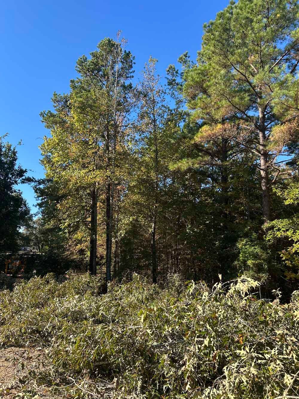 Trees with green and yellow leaves against a blue sky, with brush in the foreground.