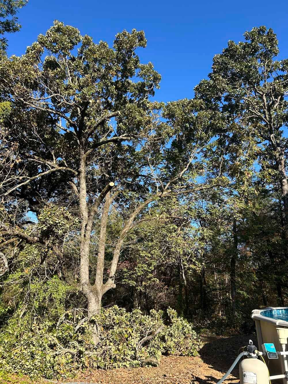 Tree with branches recently cut, against a blue sky, surrounded by green foliage, with debris on the ground.