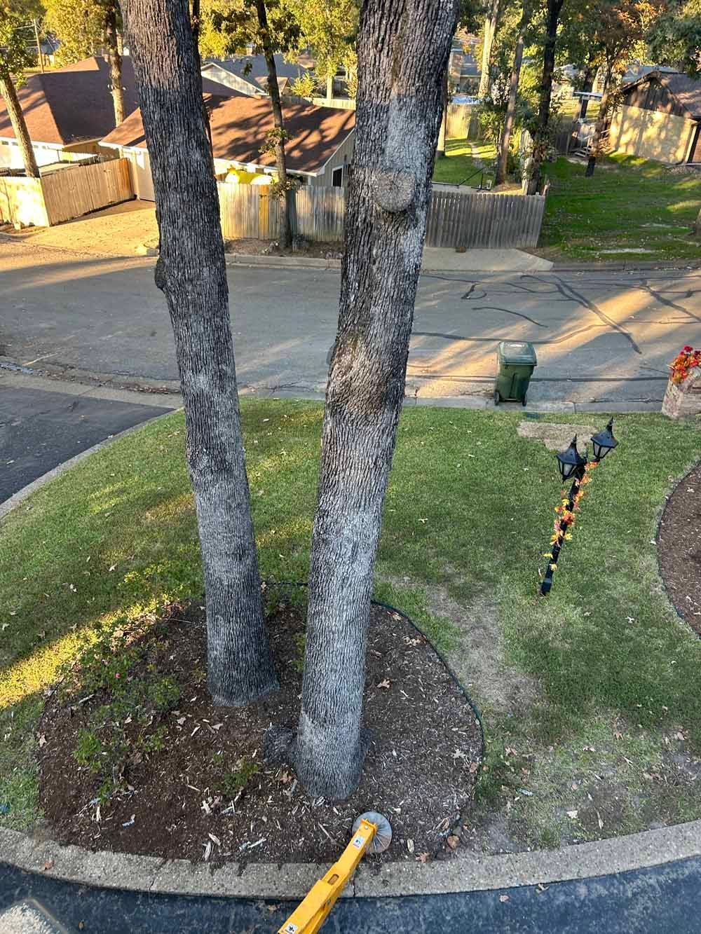 Two trees with gray bark in a circular grassy area with a mulch bed, overlooking a street and houses.