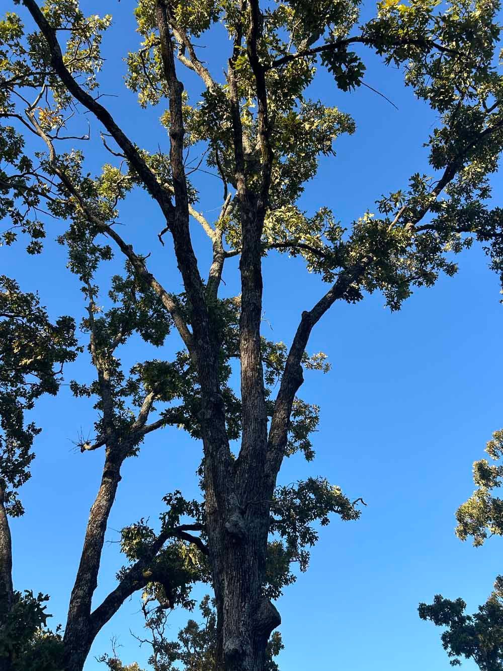 Tall tree with brown trunk and branches against a bright blue sky.