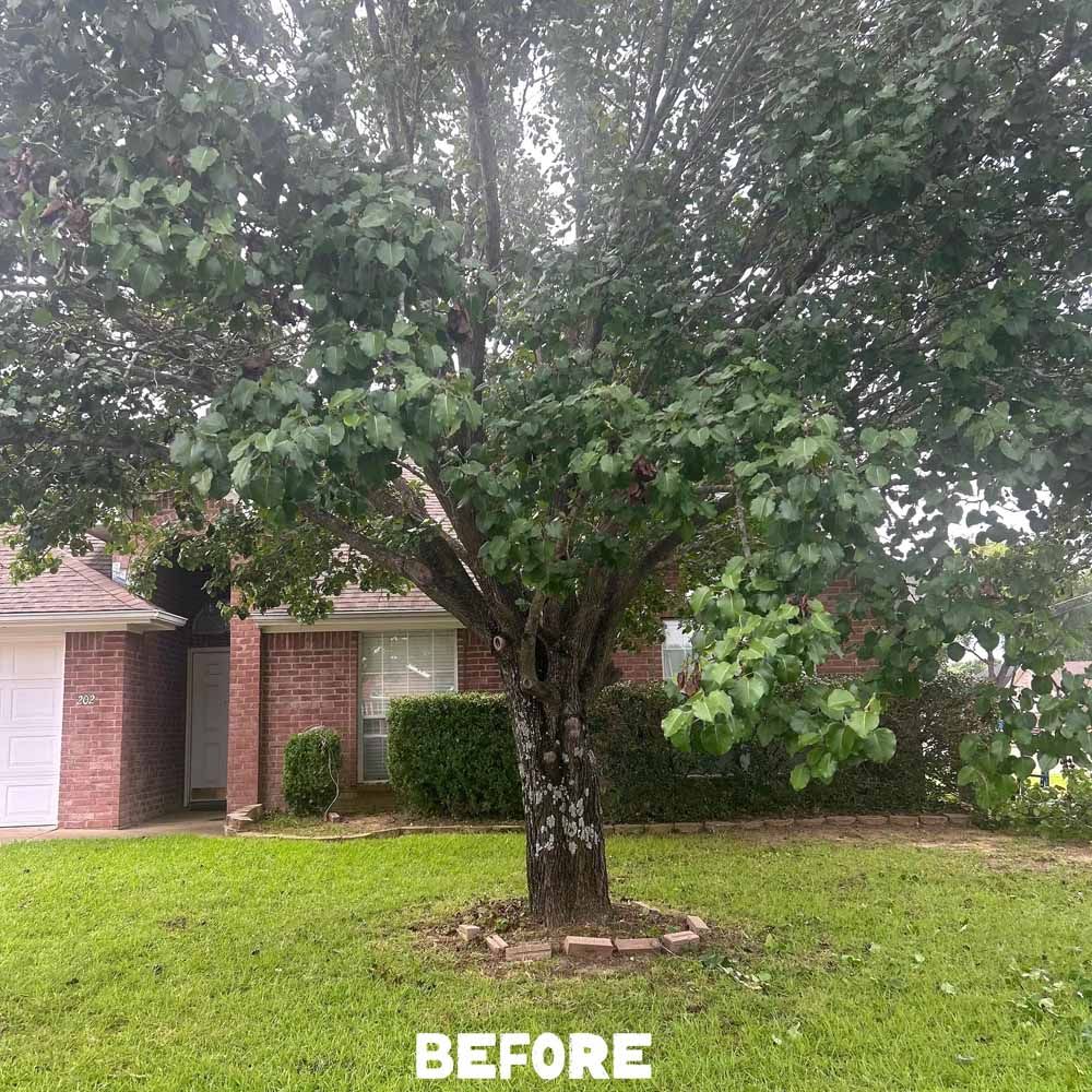 A tree in front of a brick house with a green lawn. 