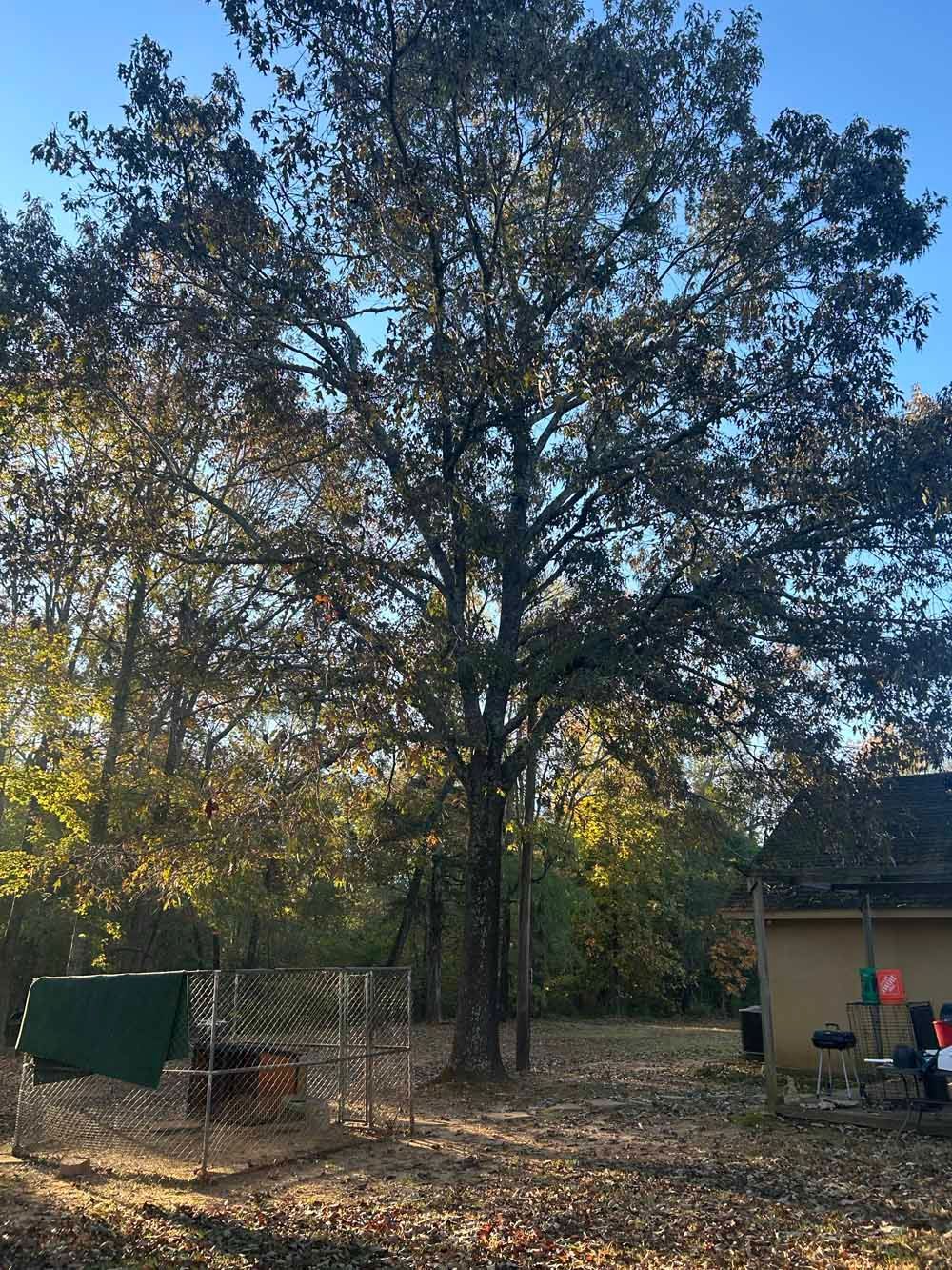 A large tree with brown leaves in a yard with a small building. Fall leaves cover the ground.