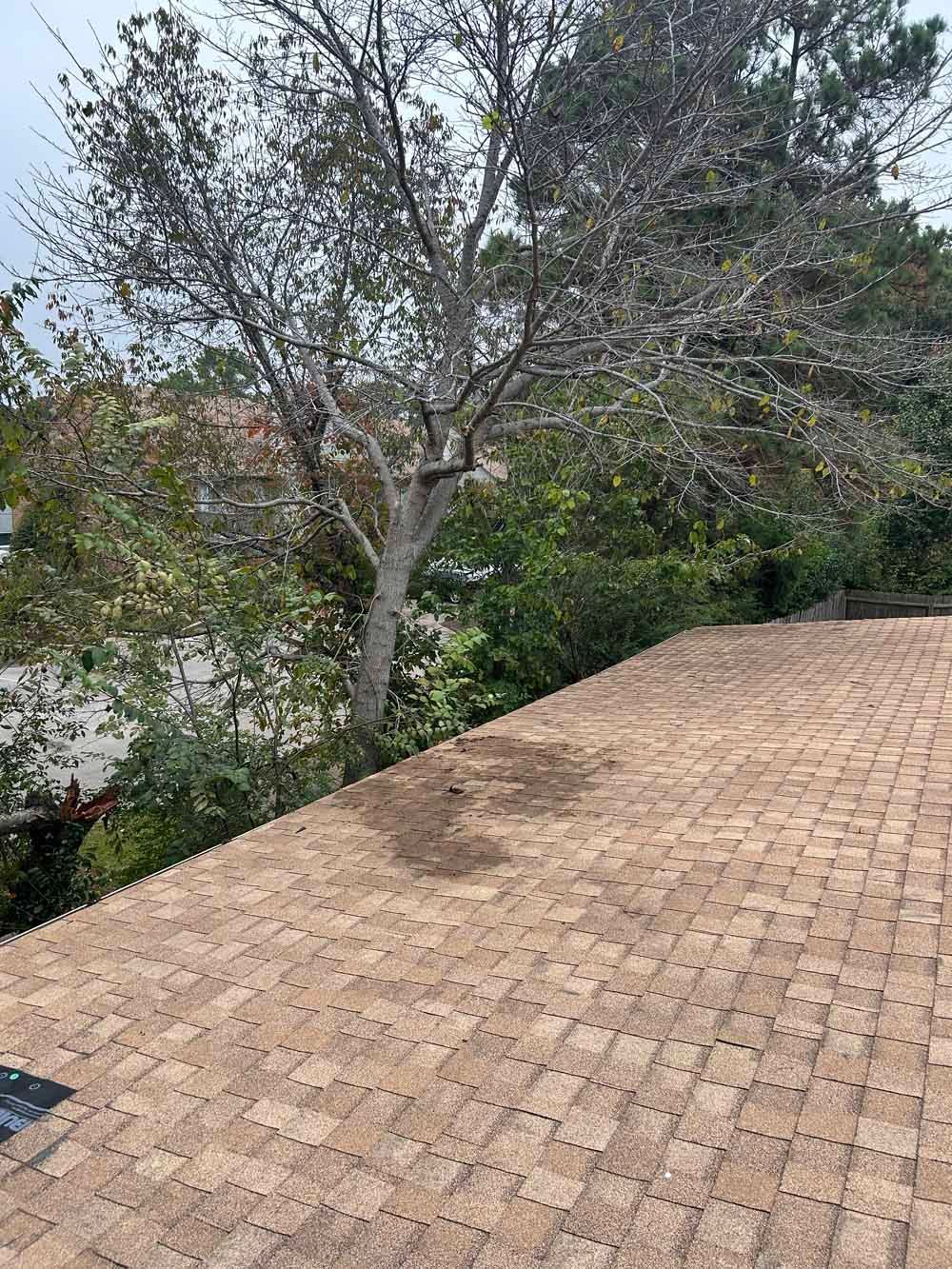 Tan shingled rooftop with a tree and greenery, possibly overhanging, with a dark spot.