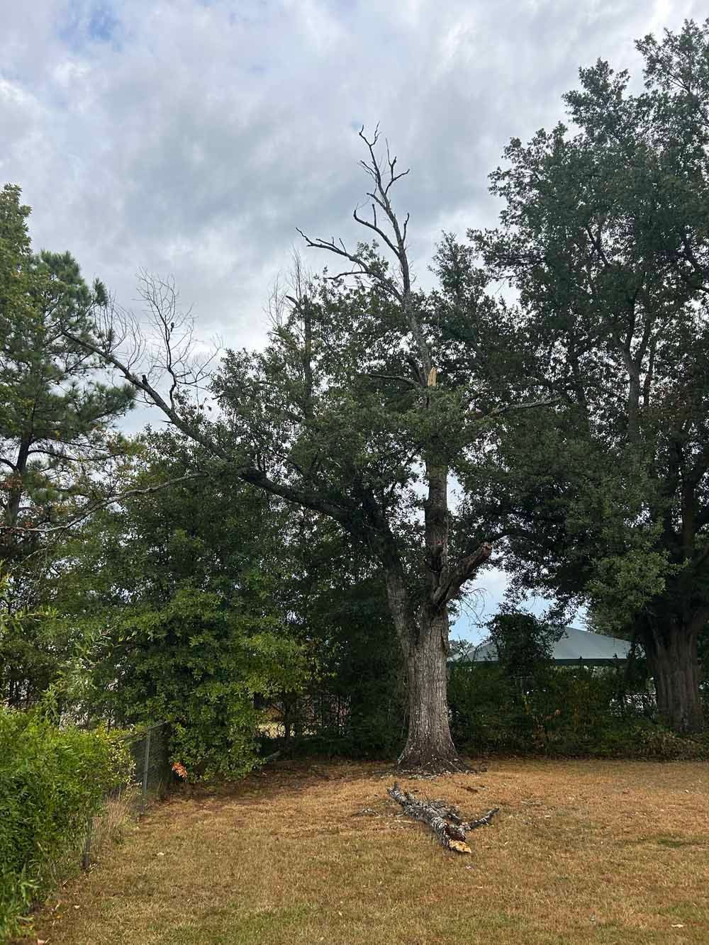 Mature oak tree with a dead top and green canopy, in a yard under a cloudy sky.