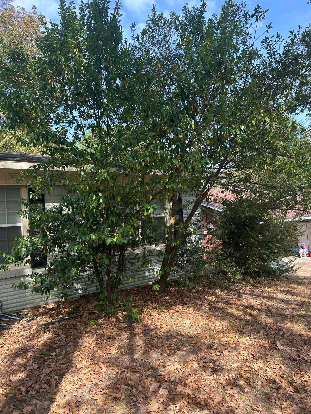 Tree in front of a white brick building, casting a shadow on a bed of leaves.