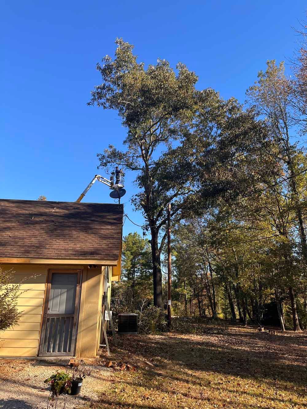 A tree trimming service is using a lift to prune a tall tree next to a small yellow building.