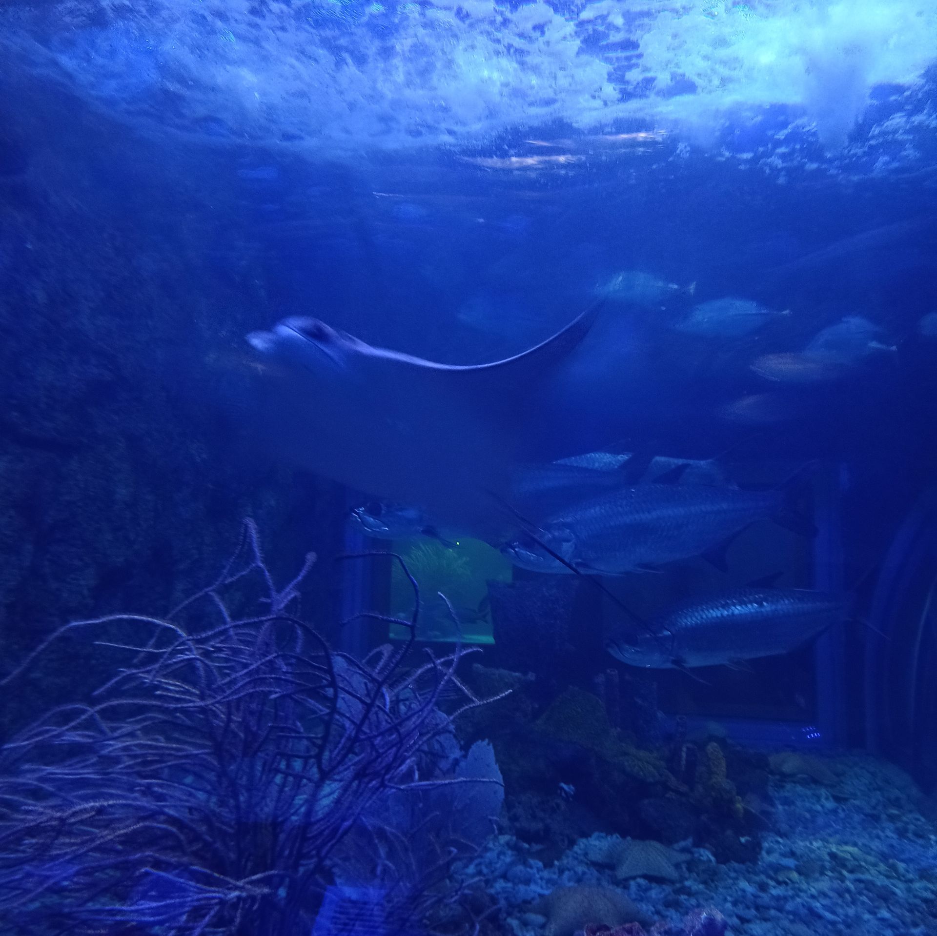 Una raya nada bajo el agua en un acuario azul con otros peces y plantas acuáticas.