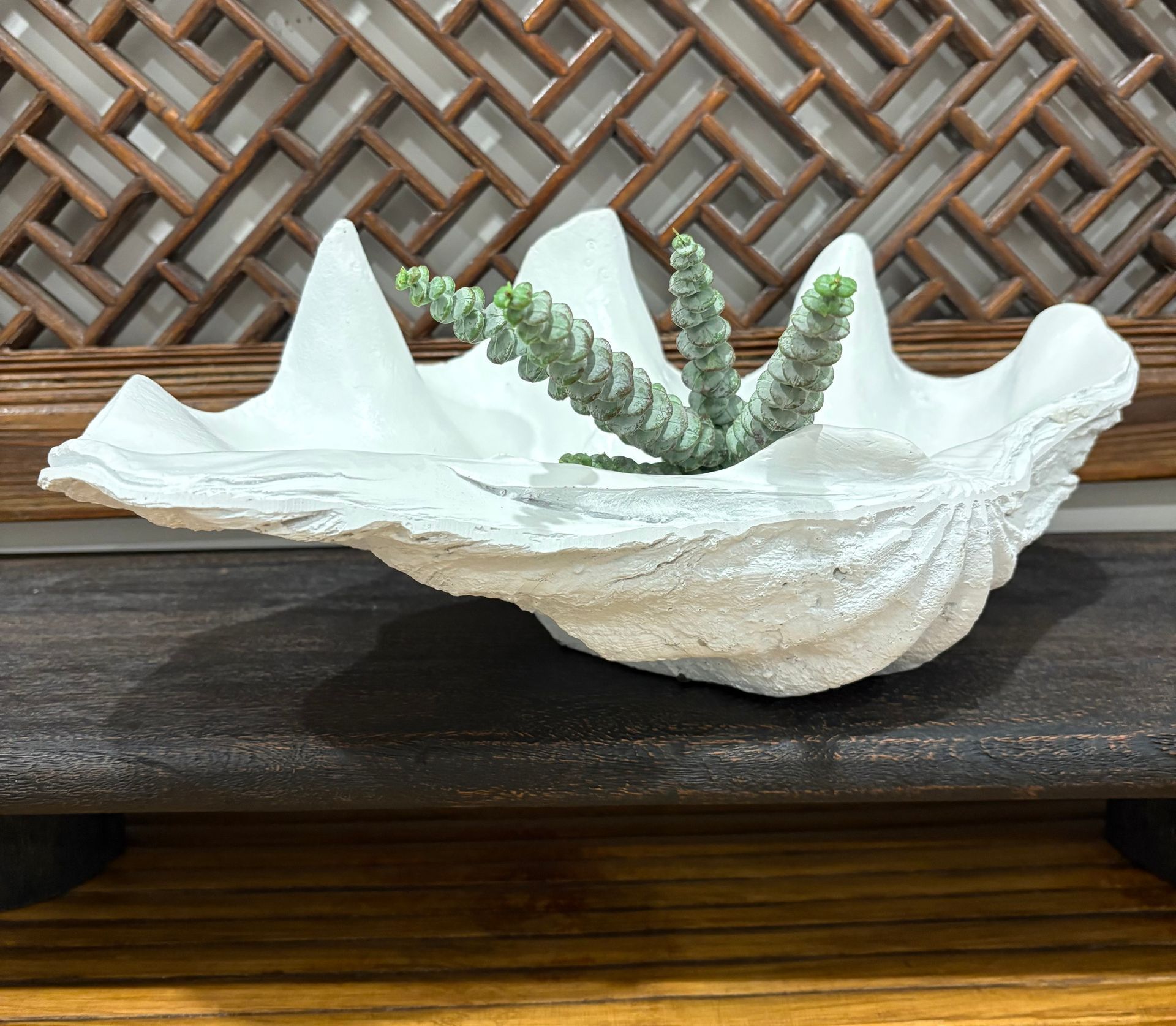 Clam Shell Resin Decorative Piece &mdash; Tropic Living In Smithfield, QLD