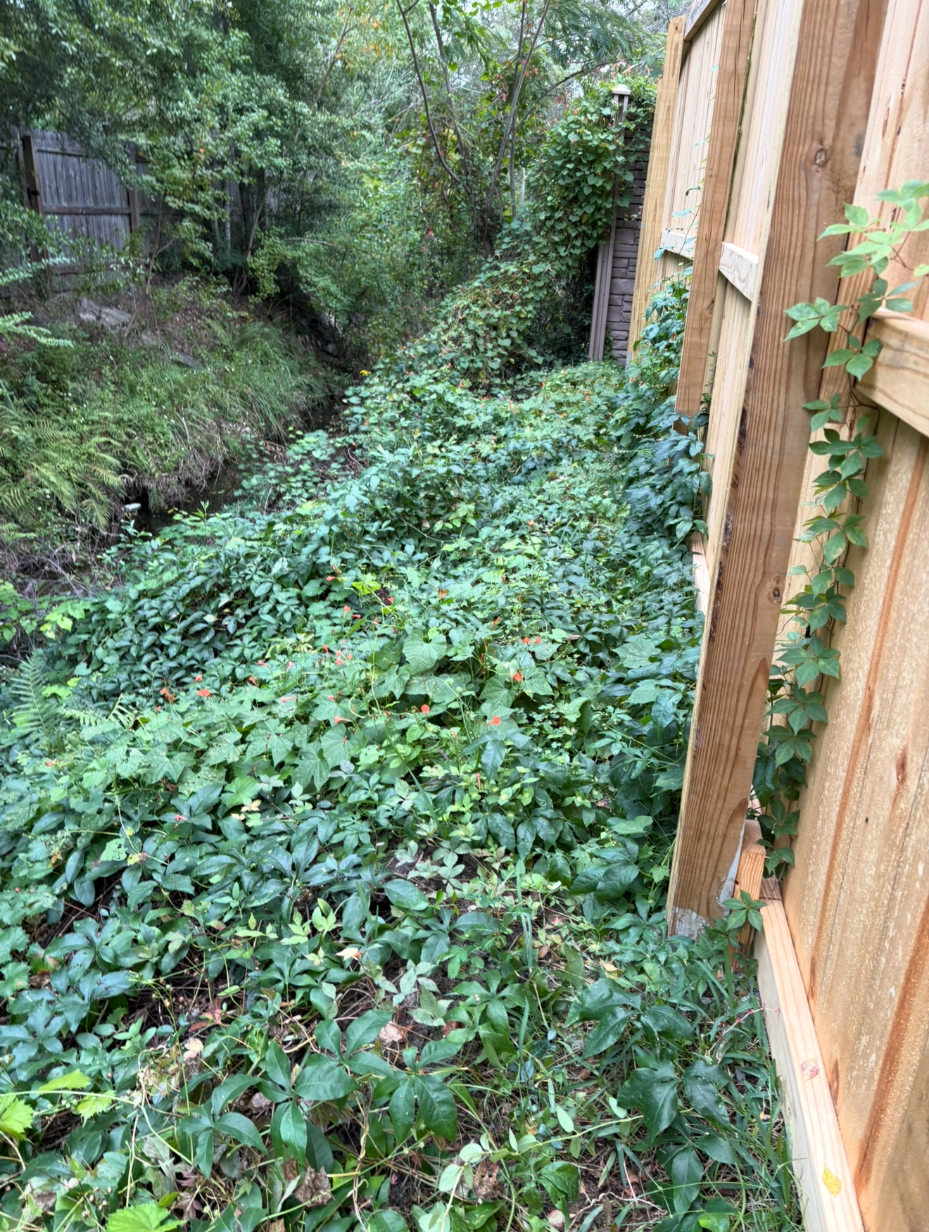 Overgrown, weed-filled area alongside a wooden fence. Lush green foliage dominates the scene.