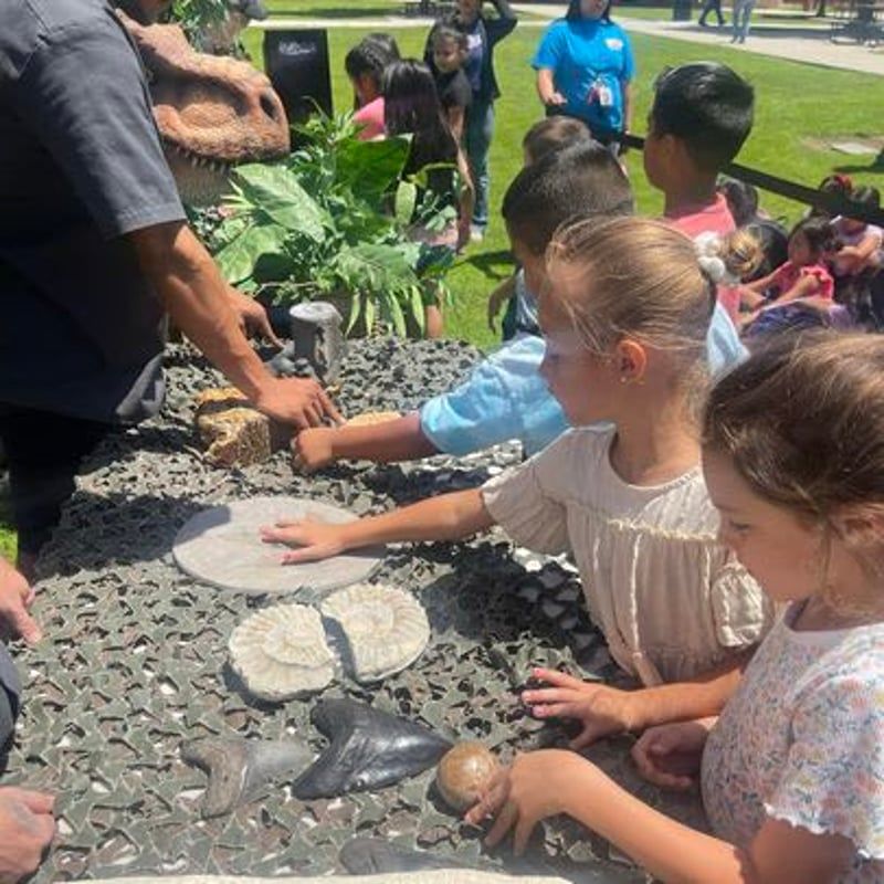 Children touching sea life at a touch tank outdoors, with shells, rocks, and a plant display.