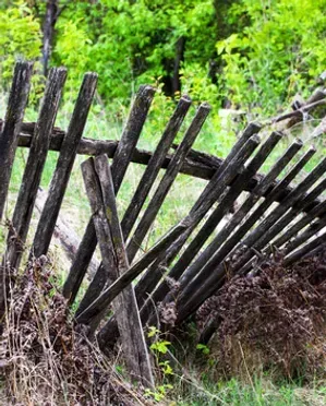 Dilapidated wooden fence in front of a green, leafy background.