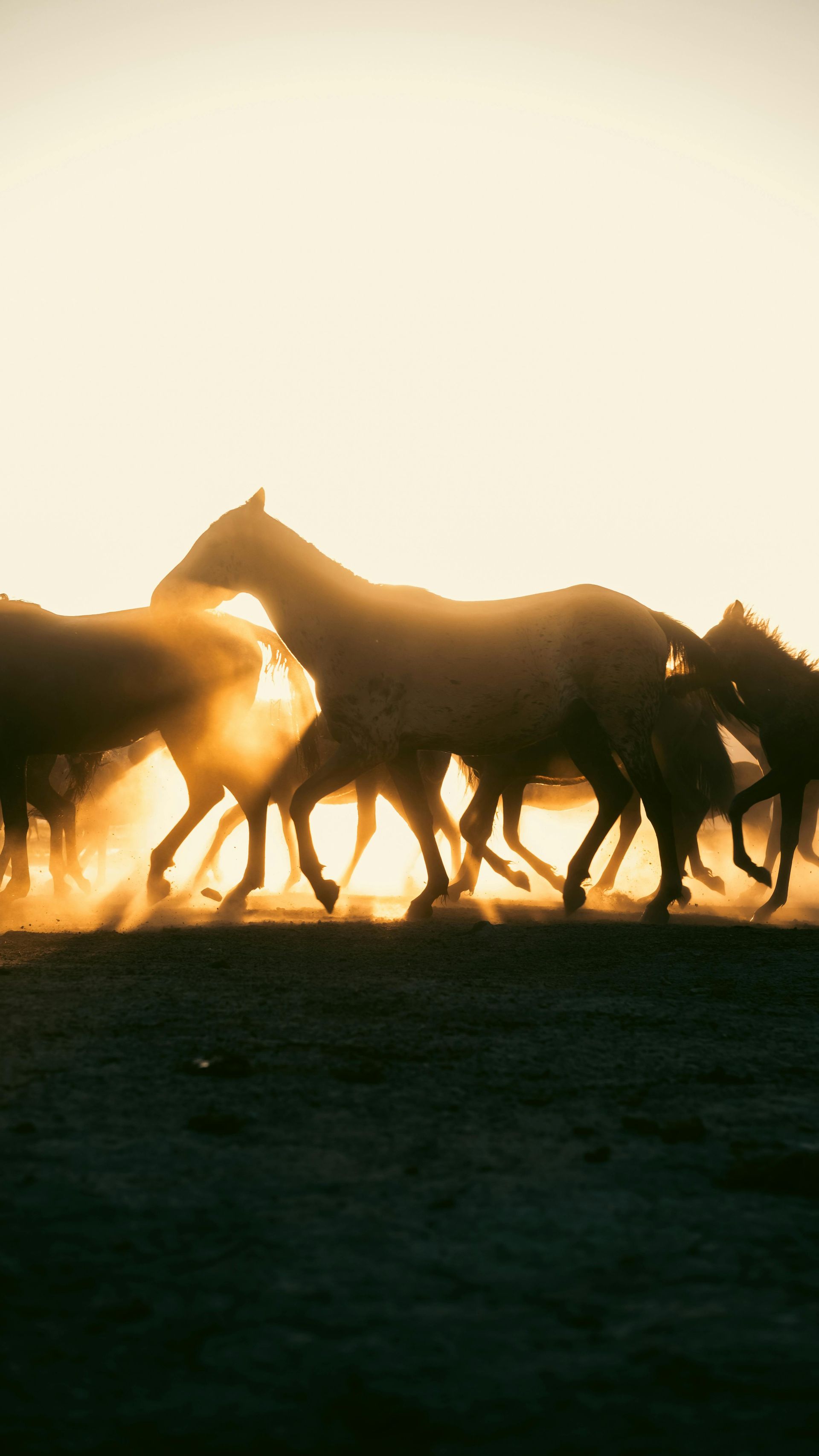 Horses running, silhouetted against a bright, hazy sky, kicking up dust.