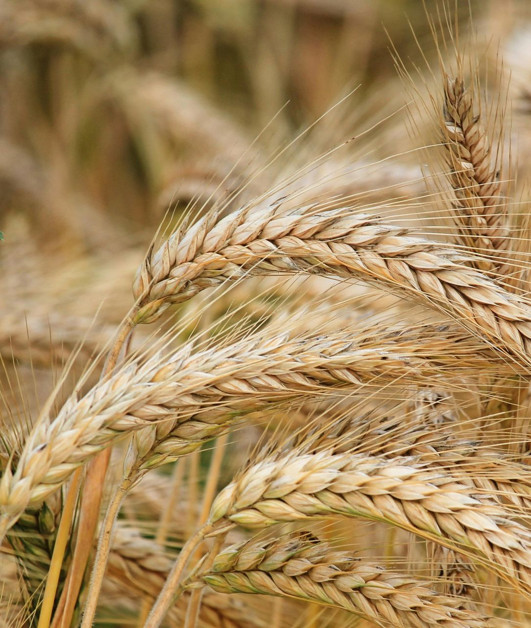 Close-up of golden wheat stalks ready for harvest.