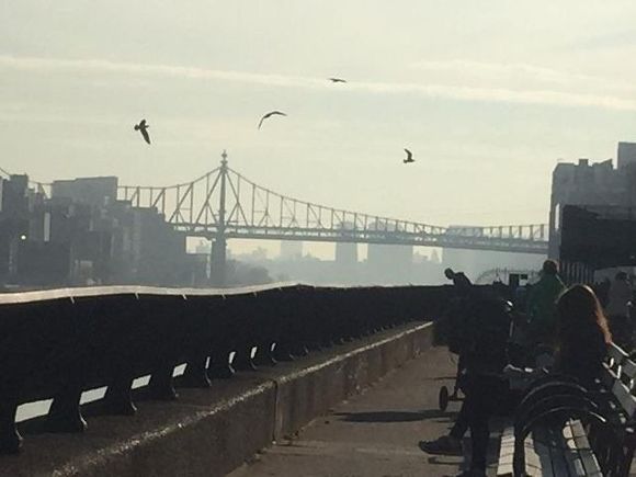 Birds are flying over a bridge in the distance