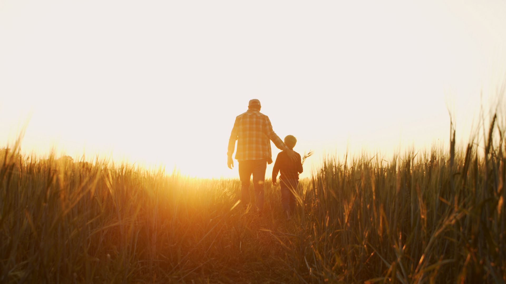 A man and a boy are walking through a wheat field at sunset.