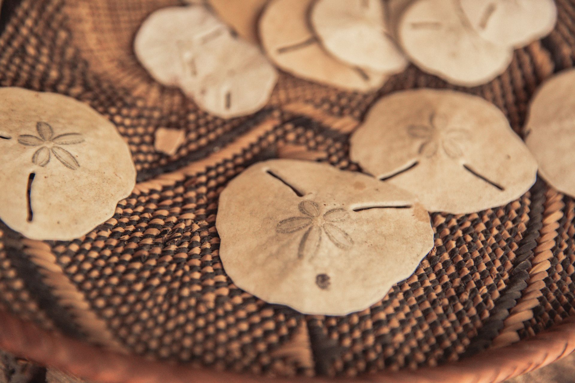 Collection of sand dollar shells arranged on a woven mat representing the ocean-inspired design and logo of Banana House.