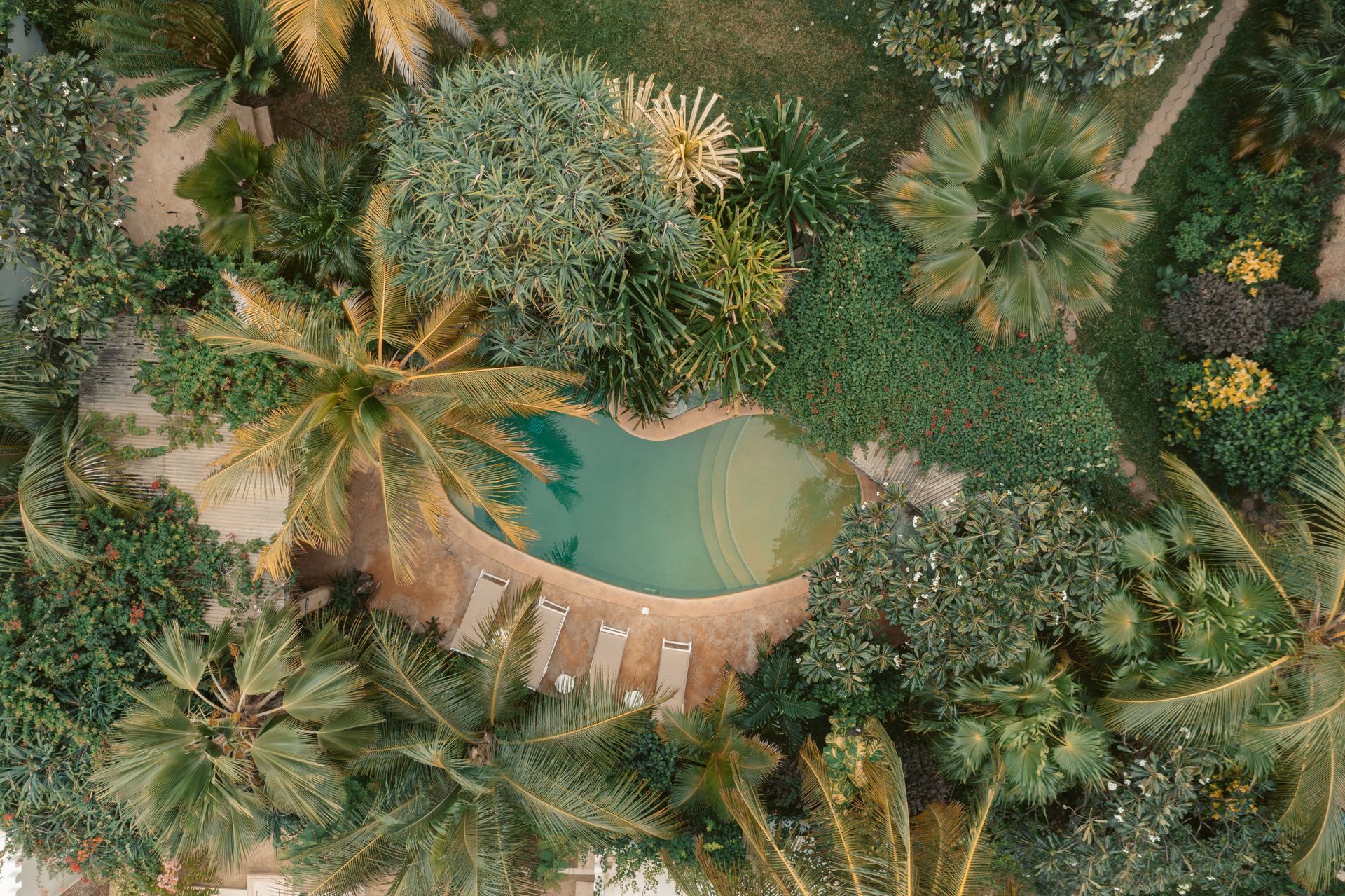 Drone view of Banana House swimming pool hidden within lush tropical gardens.