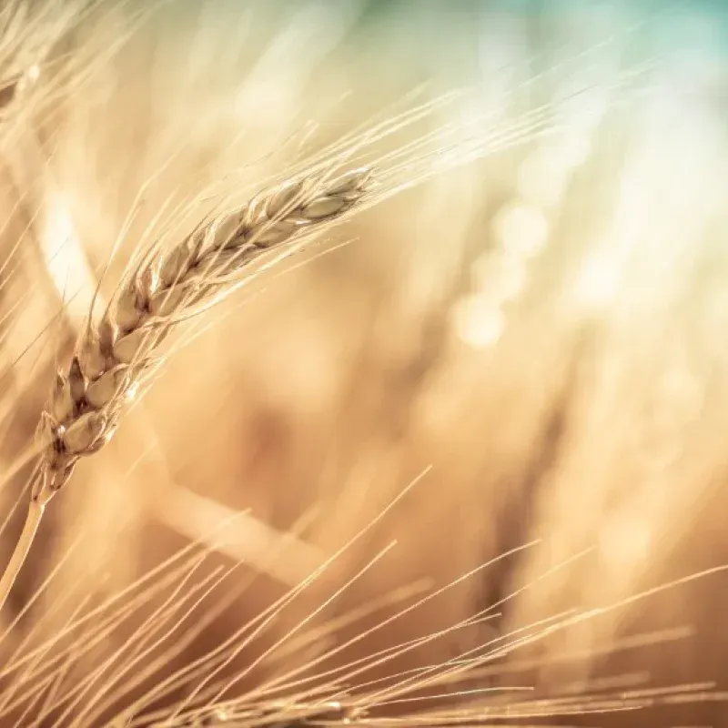 Close-up of golden wheat stalks, bathed in sunlight.