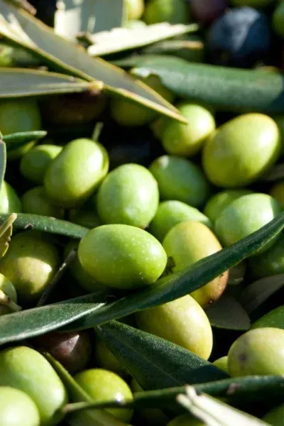 Green and purple olives with olive leaves; close-up view.