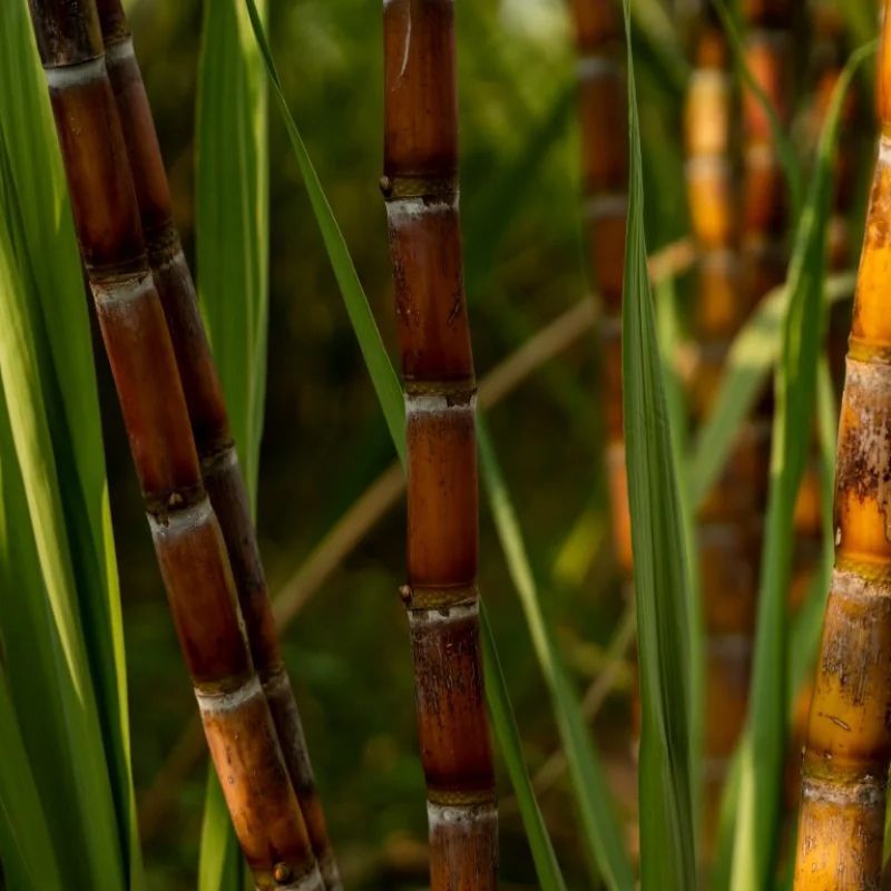 Sugarcane stalks, brown and yellow, with green leaves, growing in a field.