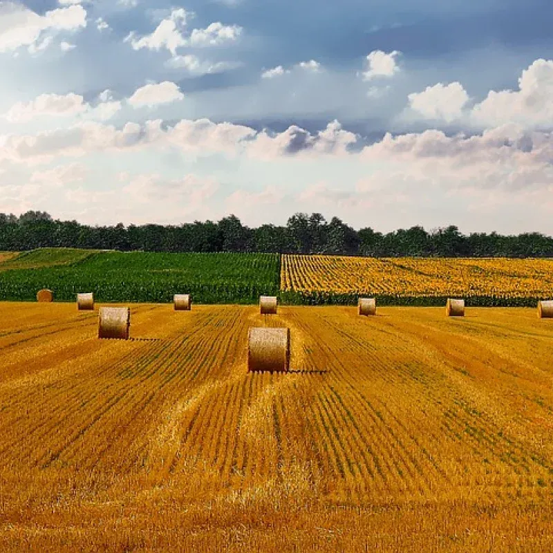 Golden field with hay bales, green crops, and a cloudy sky.