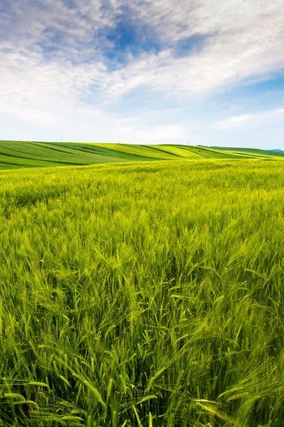 Green wheat field under a blue sky with white clouds.