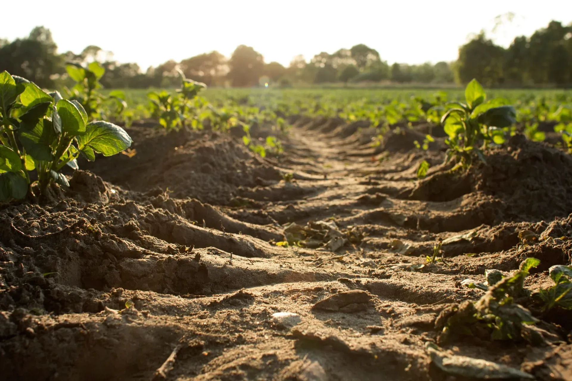 Dirt path through a field of green plants, lit by golden sunlight.