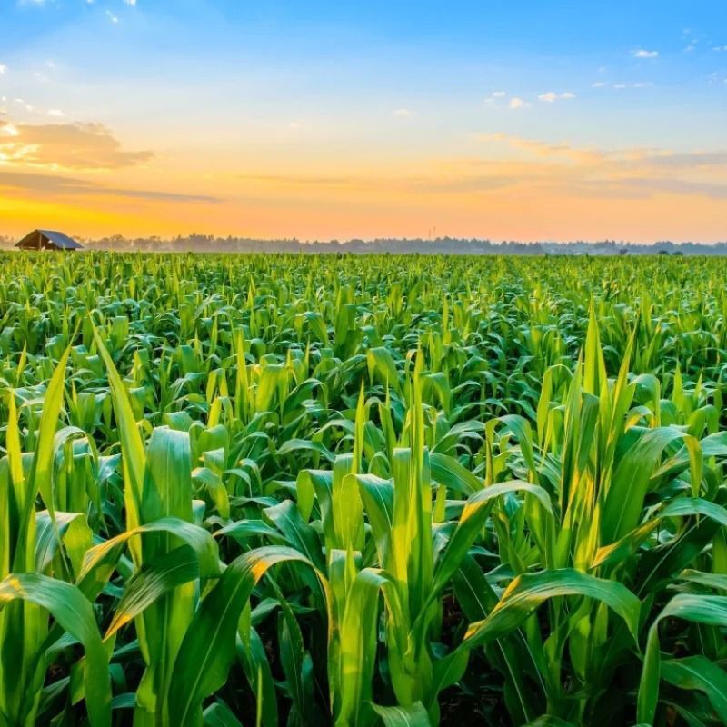 Corn field at sunrise; green leaves, blue sky, and a small barn in the distance.