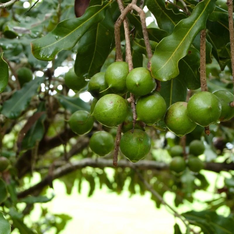Green macadamia nuts hanging on a tree branch with green leaves.