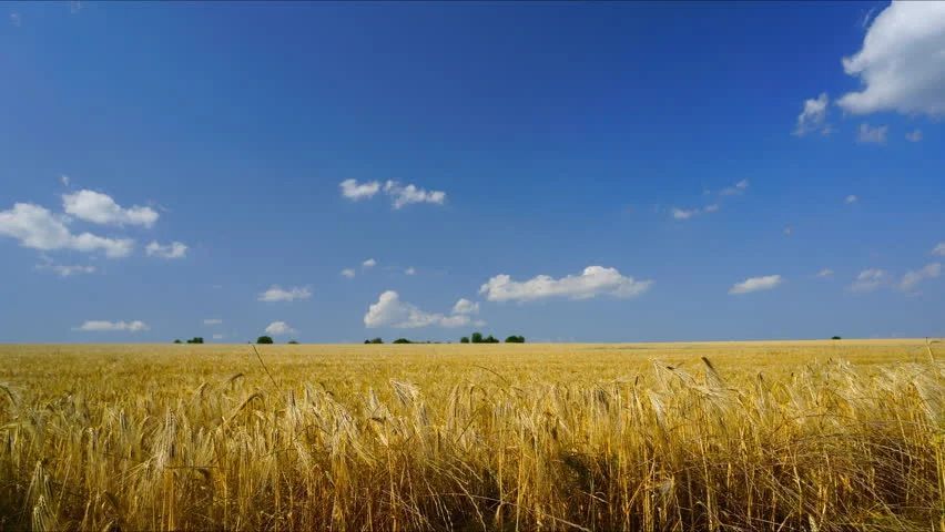 Golden wheat field under a bright blue sky with scattered clouds.