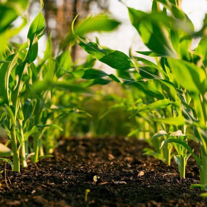 Rows of young corn stalks growing in dark soil, lit by sunlight.