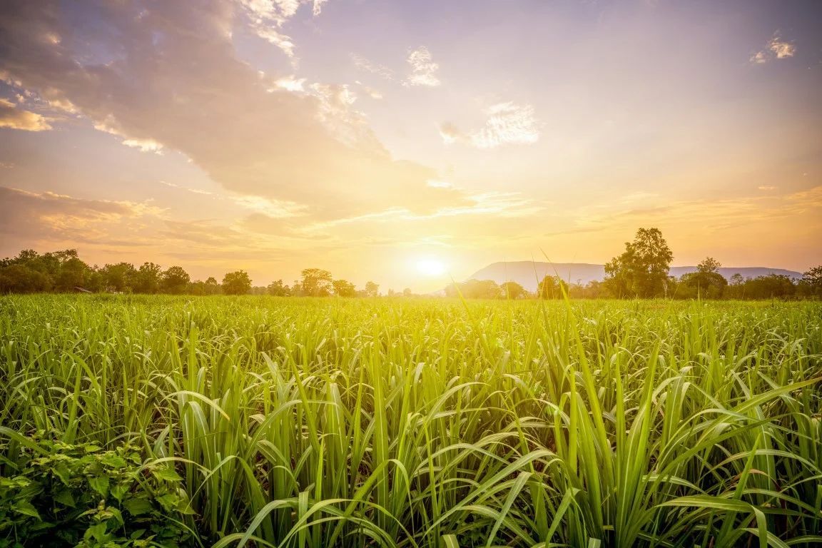 Green field under a setting sun; golden light bathes the tall grass.