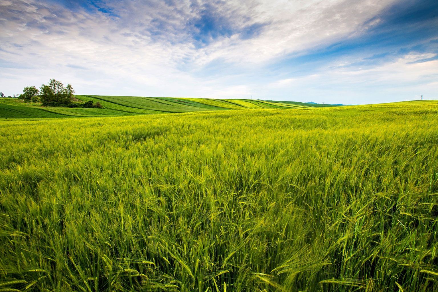 Green wheat field under a blue sky with wispy clouds.