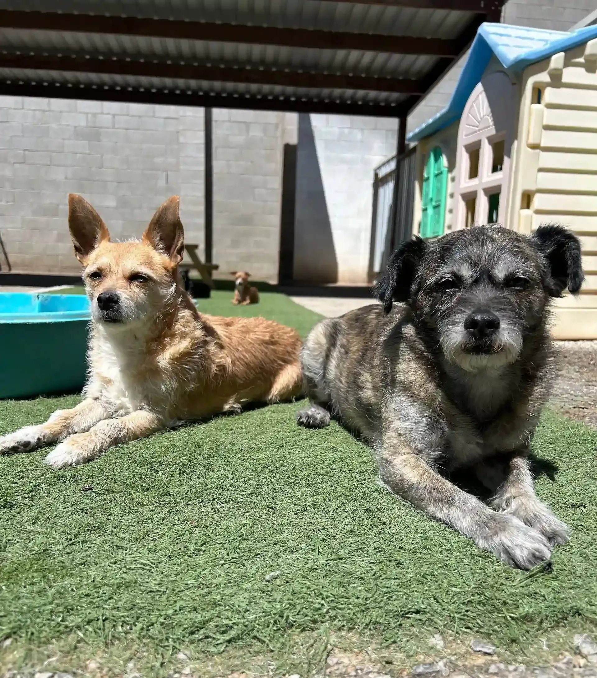 two old dogs laying down outside at Beck 'n Call Pet Services in Albuquerque New Mexico