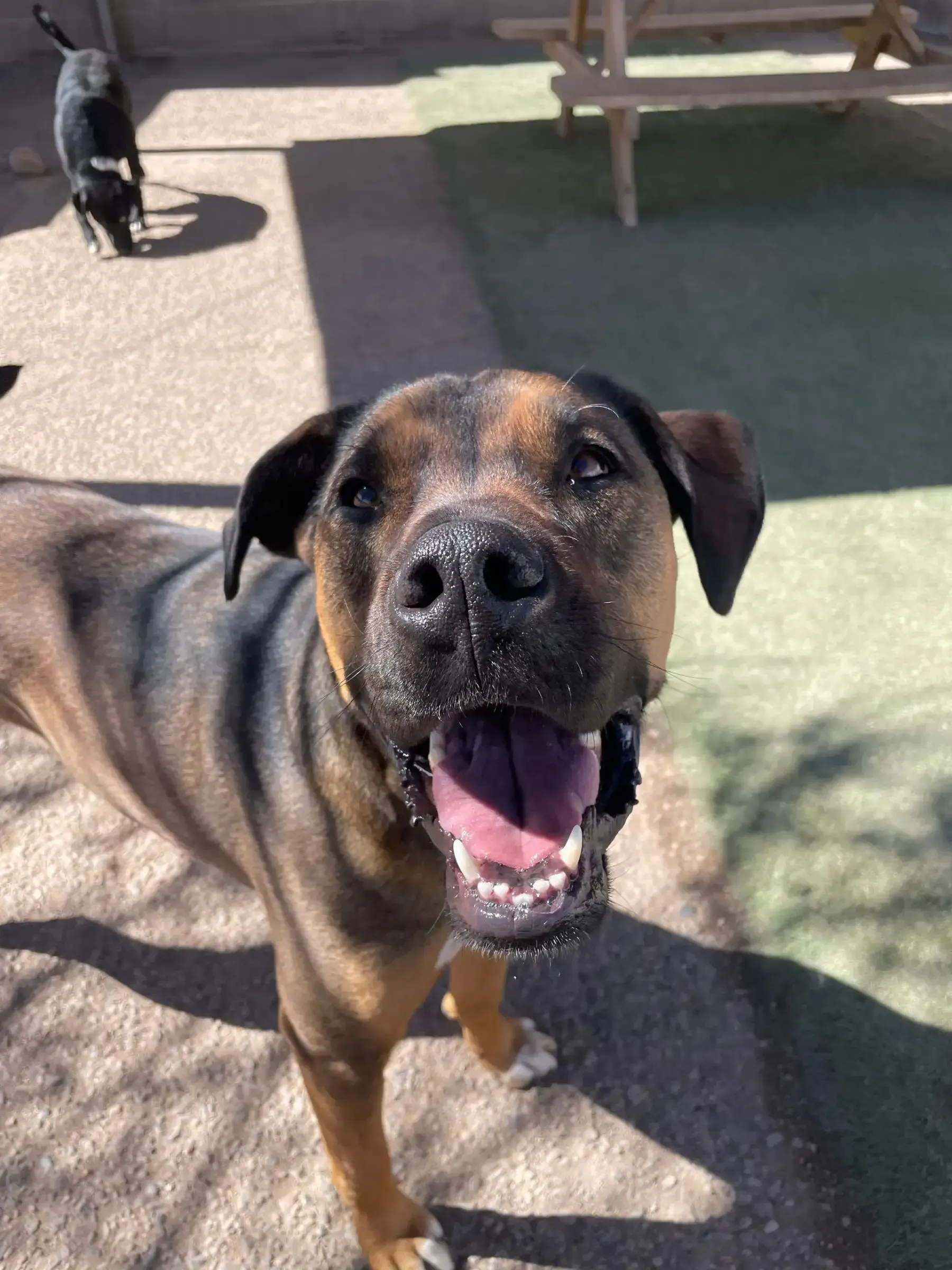 Brown and black dog at Beck 'n Call Pet Services in Albuquerque New Mexico