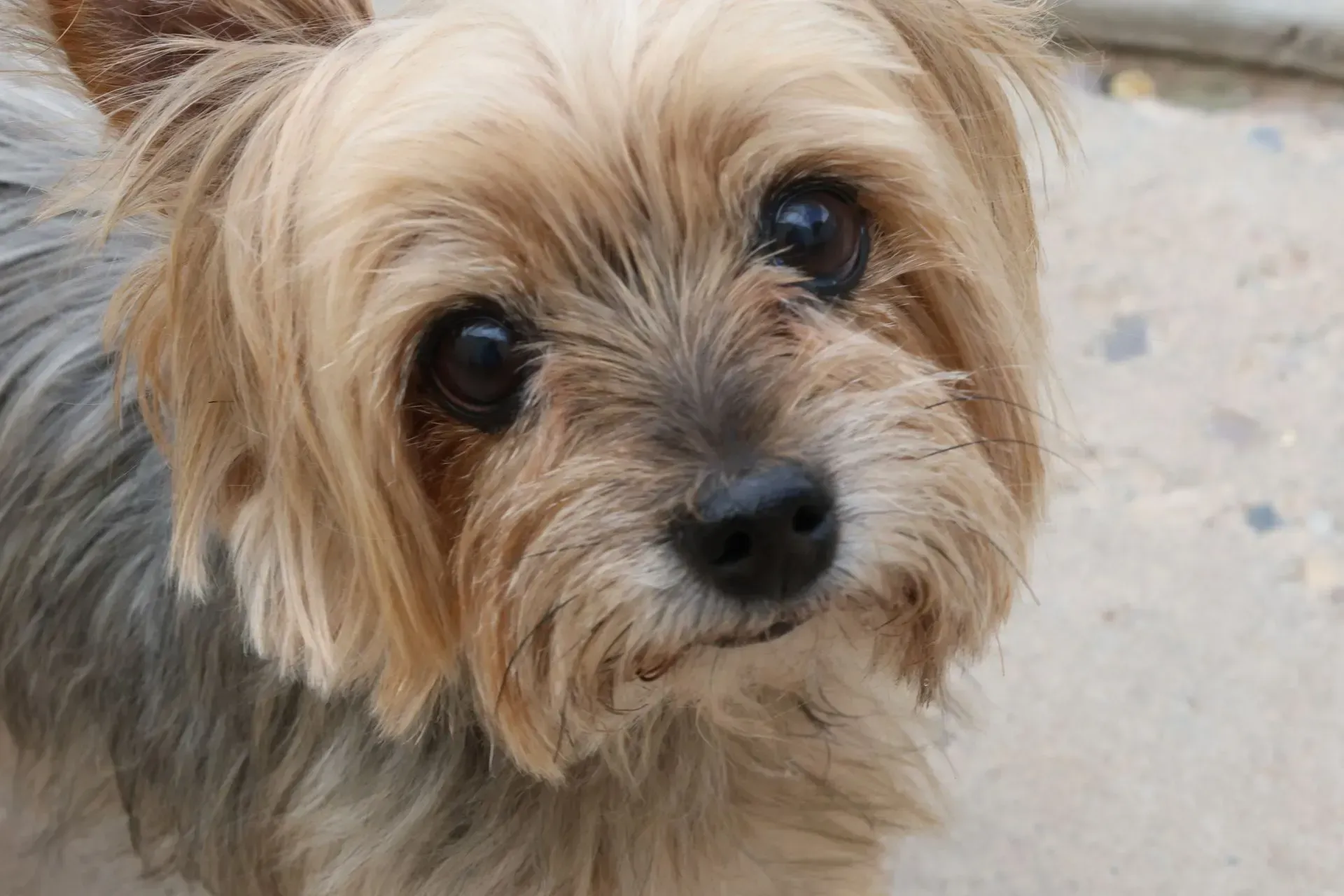 a close up of a little dog at Beck 'n Call Pet Services in Albuquerque New Mexico