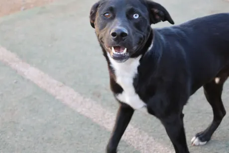 Playing dog