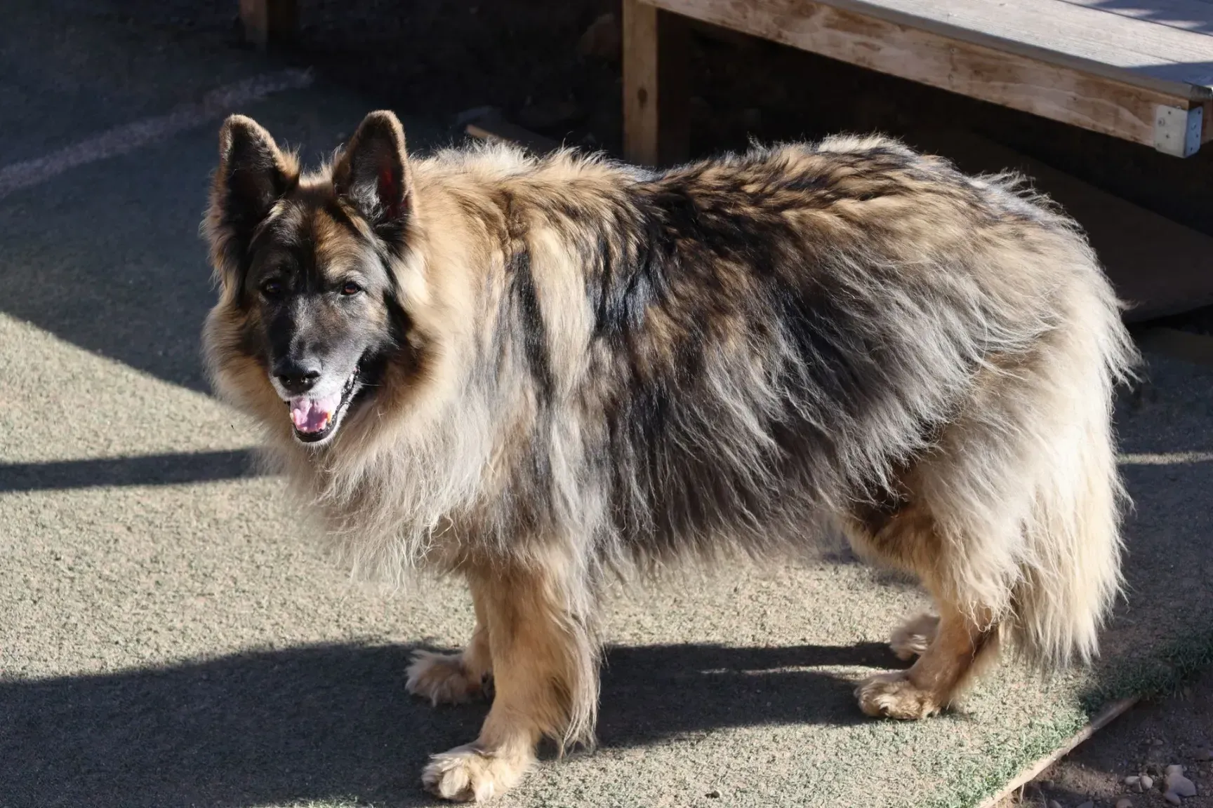 a german shepherd outside at Beck 'n Call Pet Services in Albuquerque New Mexico